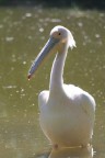 pellicano