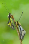Libelloides coccajus (Denis &amp; Schiffermller, 1775)