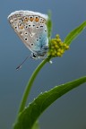 Licenide