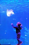 f 4,5 - 1/20sec - a mano libera - acquario Sea Life Jesolo