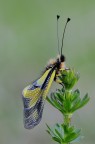 Libelloides coccajus