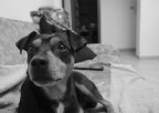 Jordy
