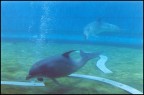 All'acquario di Genova,pellicola Fuji NPH 400 ISO,diserse sono uscite un po' mosse quindi consiglio un 800 ISO,misurazione dell'esposizione SPOT sull'animale.