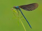 Calopterix virgo ( maschio )