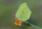 Cedronella (Gonepteryx rhamni)