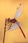 Sympetrum fonscolombii (Selys, 1840)

www.rossidaniele.com

Canon EOS 7D + Sigma 180mm f/3.5 EX APO Macro HSM
f16 - 1/13 - ISO 100
cavalletto - scatto remoto - plamp - pannellini
02.10.2011 ore 8.00
Suggerimenti e critiche sempre ben accetti.
Consiglio la visione in alta risoluzione
[url=http://www.rossidaniele.com/HR/_MG_1676copia-mdc+3lum-1500.jpg]Versione HR[/url]