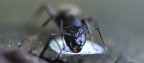 Sigma 180 Macro su D90
Iso 500
f/6.3 - 1/800