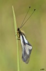 Libelloides coccajus