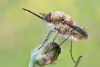 Bombylius