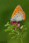 Signore e Signori, ho l'onore di presentarvi il primo esemplare di Lycaena dispar del 2012

Le petit soleil

Lycaena dispar male

6 maggio 2012