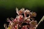 fiore