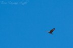 Chiss se  in volo perch sta cercando la sua met?
Dati di scatto
f: 5.3
tempo di esposizione:  1/640 s
ISO: 100
distanza focale  240mm
Nikon D3100