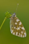 Cambio marcia...( Pontia edusa )
