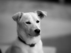 Linus