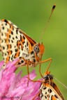 Coppia di Melitaea didyma
100 macro 
f.9

HR
http://dl.dropbox.com/u/57928059/macro/2012/IMG_6114_HR.jpg