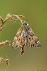 Carcharodus floccifera (Zeller, 1847)
Lepidoptera Hesperiidae
Dati di scatto:
Nikon D7000-Sigma 180 macro-f 16 - 1/6 sec - iso 400 - +2/3EV
focus staking di 5 scatti


per vedere meglio:
http://img52.imageshack.us/img52/9638/carcharodusflocciferass.png