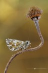 Pyrgus malvoides (Elwes &amp; Edwards, 1897)