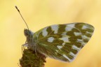 Pontia edusa