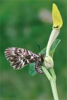 Zerynthia cassandra (Geyer, [1828])
Lepidoptera Papilionidae

Nikon D7000-Micronikkor 105 mm D - f 18 - 1/13 sec - iso 400 - spot - luce naturale + plamp, cavalletto,slitta micrometrica, pannelli, scatto remoto.

per vedere meglio:
http://img213.imageshack.us/img213/1710/zerinthiacassandrad7m95.png