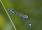 Ischnura elegans - male

Dati exif:
ISO 200 - f/8 - 1/20 sec. - luce naturale - cavalletto - scatto remoto
Scatto del 07/05/2012 ore 19:20


[url=http://img525.imageshack.us/img525/8152/ischnuraeleganshr2000.jpg] Alta risoluzione [/url]

Graditi commenti e critiche (abbiate piet  la mia prima libellula :) ).

Max