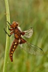 Libellula...(id cercasi) Libellula...(id cercasi)