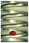 bugs life