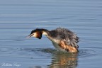 Svasso maggiore (Podiceps cristatus) Svasso maggiore (Podiceps cristatus)