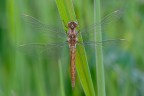 Sympetrum ...