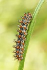 Melitea didyma