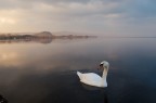 Un cigno impiccione e alquanto infastidito mi ha seguito per un po' durante una passeggiata al tramonto sul lago. Quando mi giravo si metteva in posa, cos e mi fissava minaccioso.