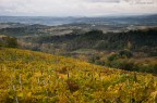 Mattina autunnale nei dintorni di San Gimignano
Data 31/10/2010
Nikon D90 - 16.0-85.0 mm f/3.5-5.6
Esposizione Priorit tempi
1/80 sec
f/7.1
ISO 250
lunghezza focale 46,0 mm
Suggerimenti e critiche molto molto graditi
Alessandro