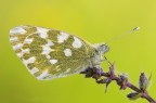 Pontia edusa