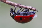 coccinella 2:1