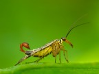mosca scorpione