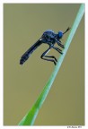 Occhi blu