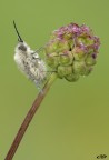 bombylius minor
