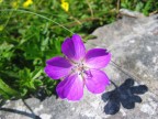 fiore d'irlanda
