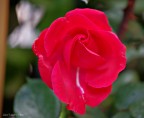 Rosellina Rossa ...