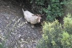 Wild Goat