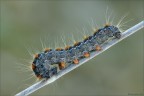 Eriogaster lanestris (Linnaeus, 1758)
Lepidoptera Lasiocampidae

Nikon D7000-Sigma 180 macro -f 18-1/6 sec-iso 400-+0,3 ev-spot-luce naturale

per vedere meglio:
http://img854.imageshack.us/img854/5230/eriogasterlanestrislarv.png