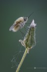 Classe: Hexapoda Ordine: Diptera Famiglia: Bombyliidae Genere: Bombylius Specie:Bombylius minor 

F/25 - 1/3 sec. - iso 400 - WB 5560

Versione HR 
http://img205.imageshack.us/img205/9861/dsc1521i.jpg