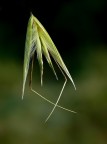 ***** Ballerina *****