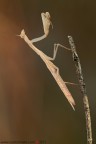 Mantis religiosa (Linnaeus, 1758)

www.rossidaniele.com

Canon EOS 7D + Sigma 180mm f/3.5 EX APO Macro HSM
f11 - 1/13 - ISO 100
cavalletto - scatto remoto - plamp - pannellini
17.09.2011 ore 7.56
Suggerimenti e critiche sempre ben accetti.
Consiglio la visione in alta risoluzione
[url=http://www.rossidaniele.com/HR/_MG_1584copia-mdc-1500.jpg]Versione HR[/url]