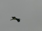 cicogna nera in volo
