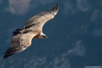 Unimportante colonia di avvoltoi vive in Francia, nel Parco Naturale Regionale del Verdon, che collabora attualmente con il Parco del Po Cuneese su temi didattici. Sono grifoni, sono stati reintrodotti alcuni decenni or sono e hanno ormai superato il centinaio di individui, rappresentando un forte richiamo turistico.
Aiutati per molti anni ad alimentarsi, oggi i grifoni del Verdon sono autosufficienti, ed  facile, e suggestivo, osservarli in volo nelle giornate molto calde o ventose.