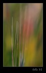 astratto naturale
commenti, consigli e pareri sempre ben accetti!