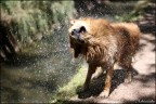 Dog wash