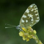 Pontia Edusa ( WB +/- original...)