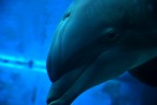 delfino curioso