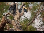 Camargue # 45